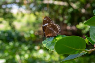 Yaprakların üzerinde oturan kahverengi kelebeklerin güzelliği