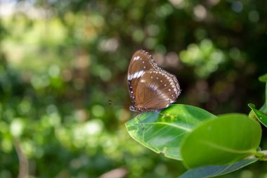 Kahverengi kelebek ağaç yapraklarına tünemiş.