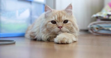 Uykucu sevimli kızıl bebek yüzlü İran kedisi yerde yatıyor.