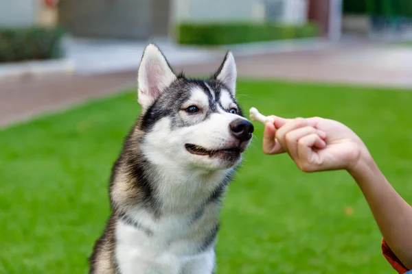 Sibirya Husky çim tarlasında kadın eli kokulu atıştırmalık