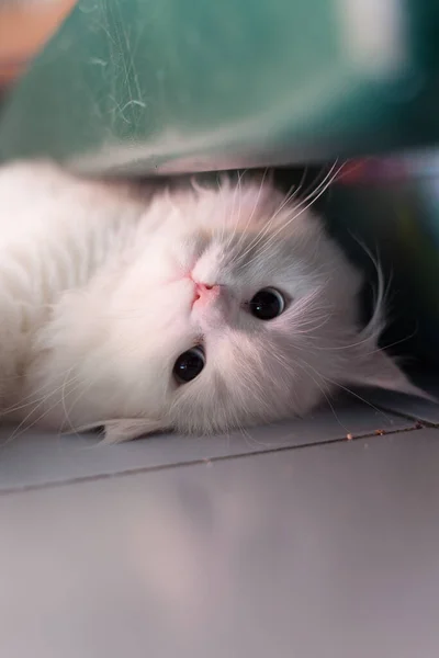 可爱可爱的白色波斯猫躺下看着摄像机 — 图库照片