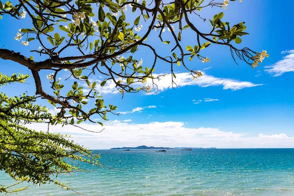 Plumeria ağacı dalları ve mavi okyanus plajı, deniz ve gökyüzü