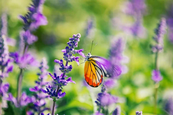 Bahçedeki mavi salvia (mavi adaçayı) çiçeğinin üzerinde kelebek (boyalı jezebel)