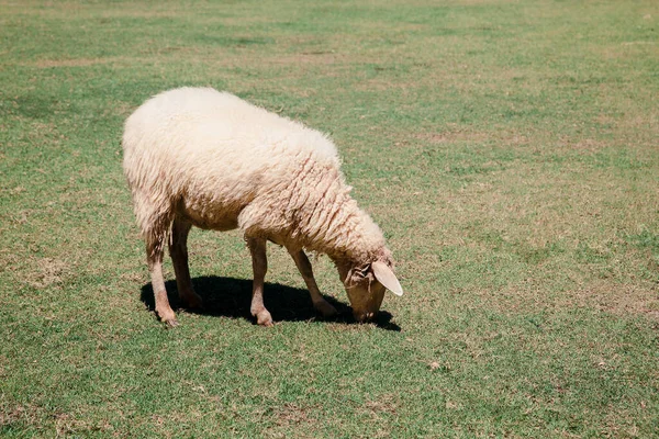 Owce Jedzące Trawę Pastwisku Gospodarstwie — Zdjęcie stockowe