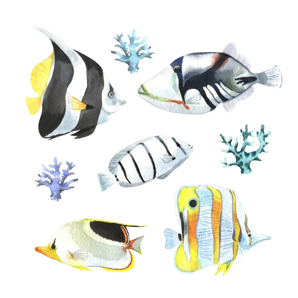 ดปลาเขตร ในสไตล กแยกจากพ นหล ขาว — ภาพถ่ายสต็อก
