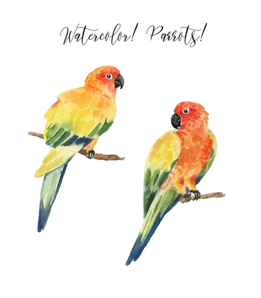 Set Beautiful Watercolor Parrots Tropics Realistic Tropical Birds Parrots Isolated — Stock Photo, Image