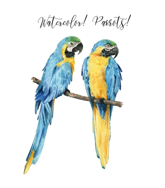 Set Krásnými Akvarelovými Papoušky Tropics Realističtí Tropičtí Ptáci Papoušci Izolováno — Stock fotografie