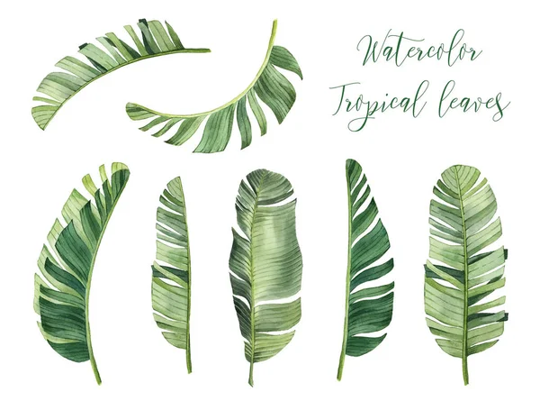 Pattern Beautiful Watercolor Tropical Leaves Tropics Realistic Tropical Leaves Isolated — Stock Photo, Image