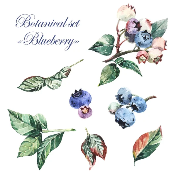 Botaniskt Set Med Blåbär Akvarellstil Isolerade Objekt Vit Bakgrund — Stockfoto