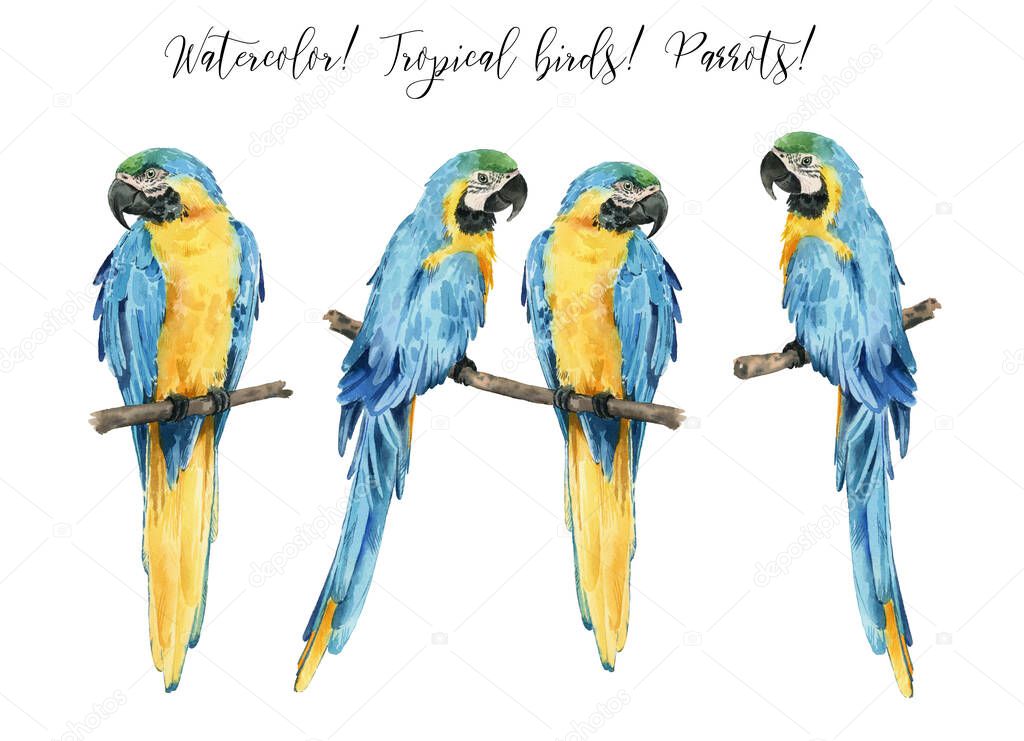 Set with beautiful watercolor parrots. Tropics. Realistic tropical birds. Parrots.  Isolated on white background