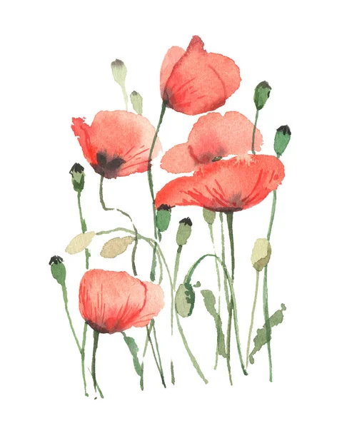 Red poppies on a white background, in a watercolor style. Isolated object.