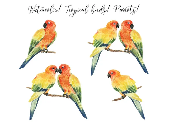 Gyönyörű Akvarell Papagájok Trópusok Reális Trópusi Madarak Papagájok Fehér Alapon — Stock Fotó