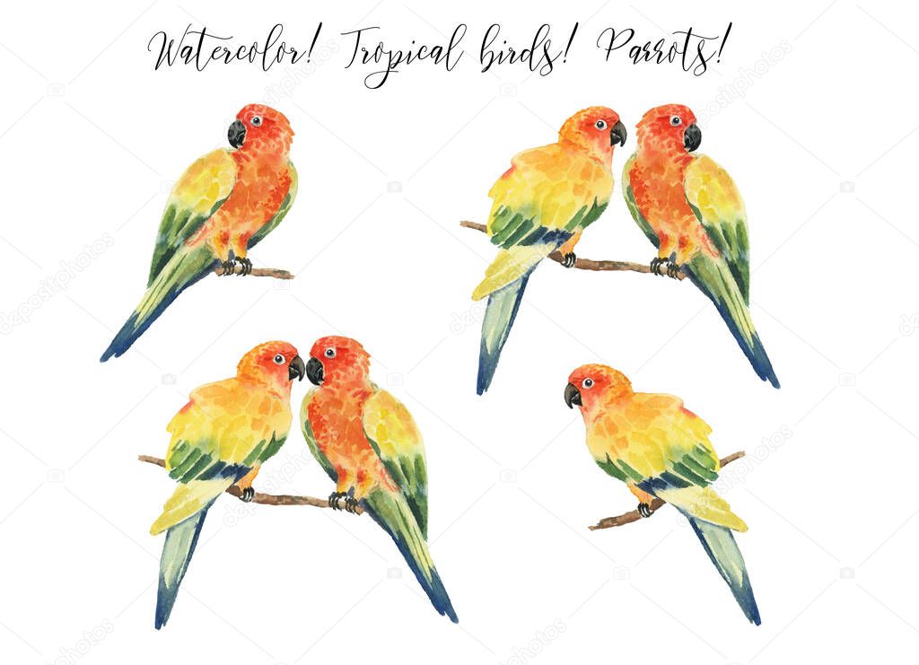 Set with beautiful watercolor parrots. Tropics. Realistic tropical birds. Parrots.  Isolated on white background