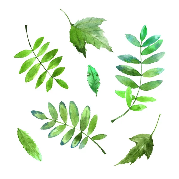 Akvarel Sada Jasně Zelené Listy Izolované Bílém Pozadí — Stock fotografie