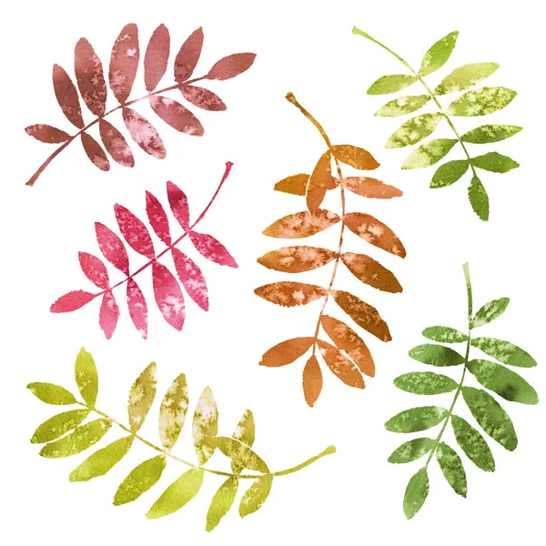 Akvarel Sada Jasných Podzimních Listí Izolované Bílém Pozadí — Stock fotografie