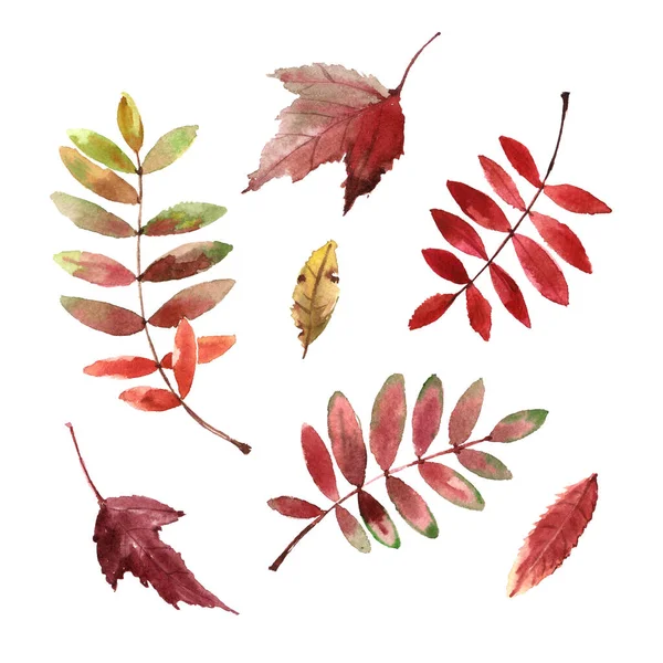 Aquarell Set Von Hellen Herbstblättern Isoliert Auf Weißem Hintergrund — Stockfoto