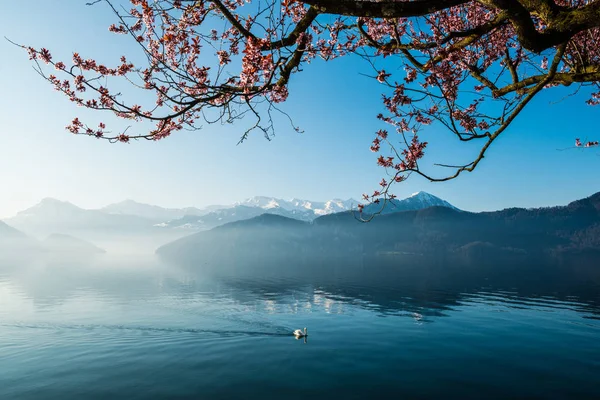 Озеро Люцерн Веггис Швейцария — стоковое фото
