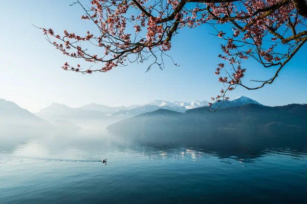 Lago Lucerna Weggis Svizzera — Foto Stock