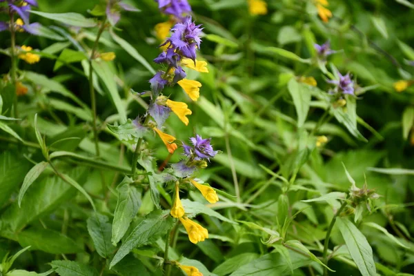 A maryanic plant with purple leaves and yellow flowers, called Ivan da Marya, among green grass. Latin name Melamprum.