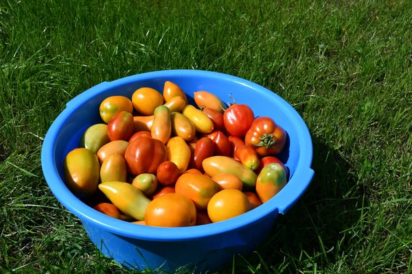 Yellow, red and orange tomatoes in a blue plastic round bowl on a green lawn on a sunny summer day. Bright fruits of different varieties, shapes and sizes.