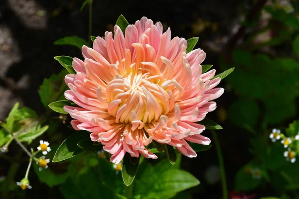 Beautiful peach-colored Aster flower with thin petals. Astra is similar to the chrysanthemum.