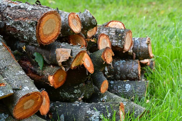 The sick tree is sawn into logs and piled on green grass. Cutting down old trees for safety. Firewood harvesting. Lichens on the bark of a tree. The cut at the log is two colors.