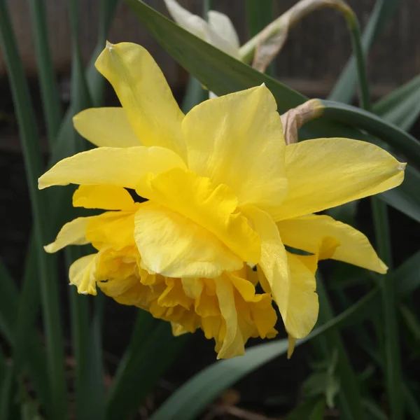 An unusual yellow multi-leaf terry narcissus flower close-up. Spring garden flower.