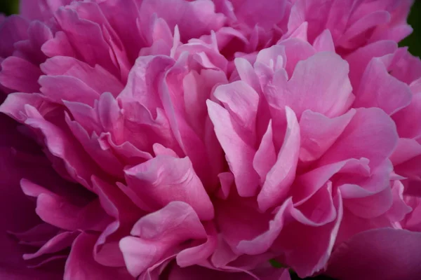 Abstract background of pink peony petals. Peony flower close-up.