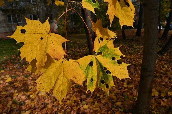 Yellow maple leaves with black spots. A fungal disease of maple.