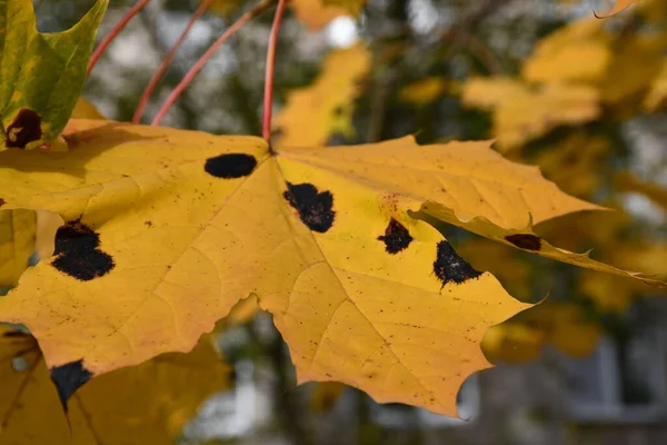 Maple Fungal Disease Pictures Maple Fungal Disease Stock Photos Images Depositphotos