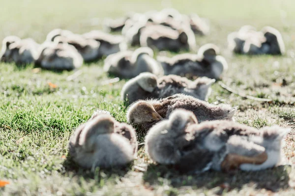 Маленькі Лебеді Божевілля Сонці Гуси Качки Природі — стокове фото