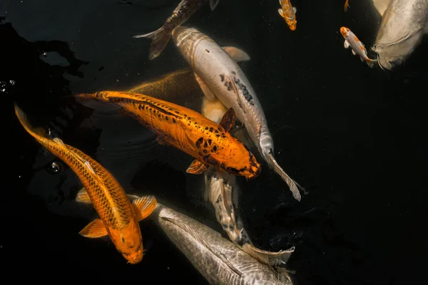 Разноцветная Китайская Рыба Большой Карп Золотая Рыбка Плавает Реке — стоковое фото