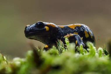 Muhteşem Ateş Semenderi, Salamandra semenderi, gri taşın üzerinde yeşil yosunlu amfibi tespit etti. Slovakya 'da yosun üzerine Macro portresi..