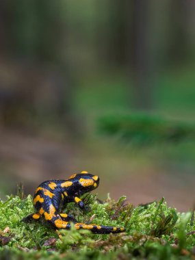 Muhteşem Ateş Semenderi, Salamandra semenderi, gri taşın üzerinde yeşil yosunlu amfibi tespit etti. Slovakya 'da yosun üzerine Macro portresi..