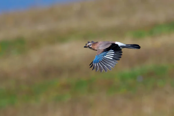 Jay Garrulus Glandarius Single Bird Flight — Φωτογραφία Αρχείου