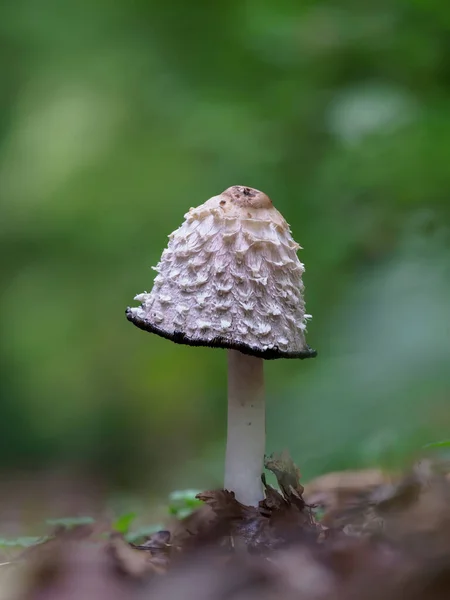翠绿的草地上的毛茸茸的蘑菇和阳光明媚的树林里的秋叶 秋天森林里的蘑菇狩猎 Coprinus Comatus Fungi — 图库照片