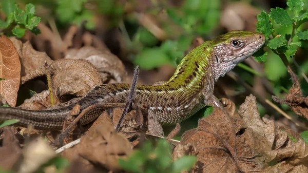 Lagarto Verde Europeo Lacerta Viridis Gran Lagarto Distribuido Las Latitudes —  Fotos de Stock