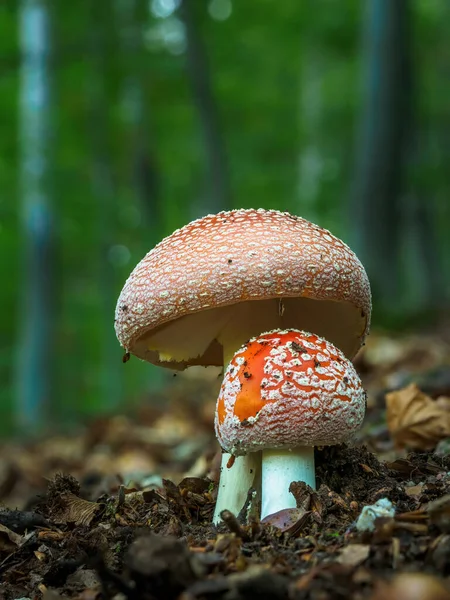 Amanita Muscaria Giftiger Pilz Foto Wurde Natürlichen Waldhintergrund Aufgenommen — Stockfoto