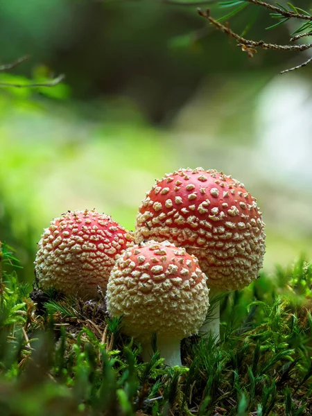 Amanita Muscaria 照片是在自然森林的背景下拍摄的 — 图库照片