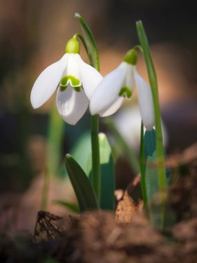 İlkbaharda taze kar damlalarının (Galanthus nivalis) yakın çekimi çiçek açar. Yabani çiçek tarlası.
