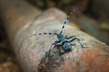 Rosalia Longicorn (Rosalia alpina) doğal ortamında. Rosalia uzun mısırı ya da uzun boynuzlu alp böceği, büyük bir uzun mısırdır. Kayın ormanlarında yaşar..