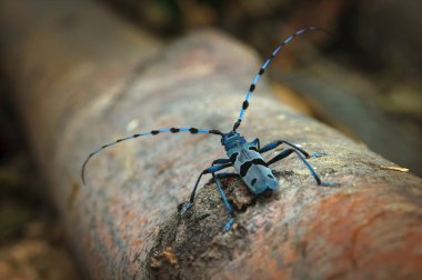 Rosalia longicorn (Rosalia alpina) in nature habitat . The Rosalia longicorn or Alpine longhorn beetle, is a large longicorn. It lives in beech forests. clipart