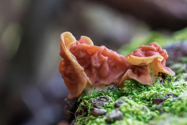 Gyromitra Gigas Neve Falsa Morel Cérebro Bezerro Cedo Primavera Floresta — Fotografia de Stock