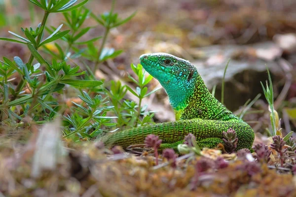 Європейська Зелена Ящірка Lacerta Viridis Великий Всеїдний Вид Ящірок — стокове фото