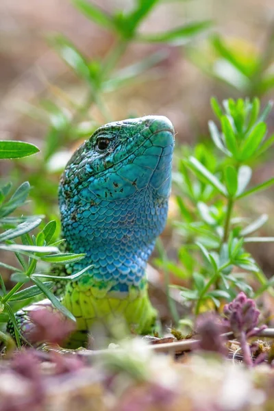 European Green Lizard Lacerta Viridis Large Omnivorous Lizard Species — Stock Photo, Image