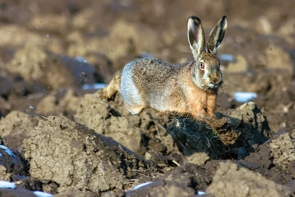 Zając Europejski Lepus Europaeus Sprincie — Zdjęcie stockowe