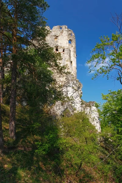 Ortaçağ Şatosu Uhrovec Kalıntıları Slovakya Seferi Telifsiz Stok Imajlar