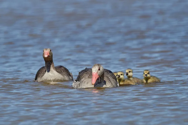 Oie Gris Anser Anser Femme Gooslings Dans Nationalpark Neusiedler Voir — Photo