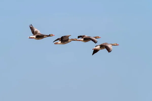 Grilag Kaz Anser Anser Dört Kuş Gölün Üzerinde Uçuyor Doğadan Stok Resim