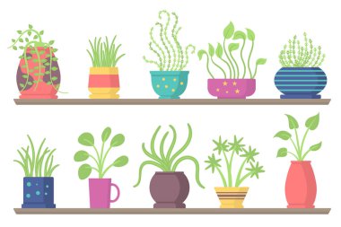 Ev yapımı bitkiler.